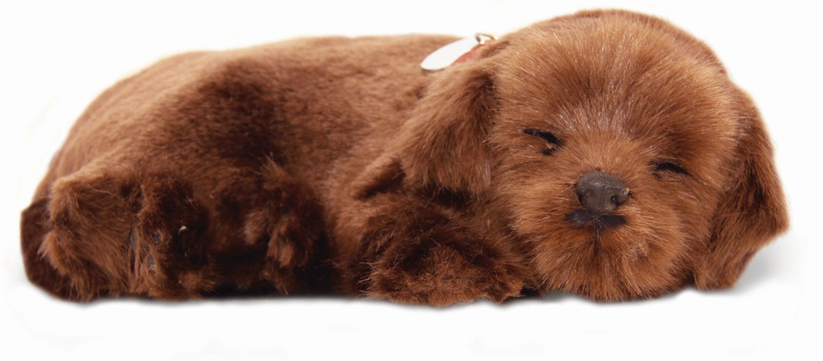 otter-house-precious-petzzz-pl-schhund-chocolate-labrador image 1