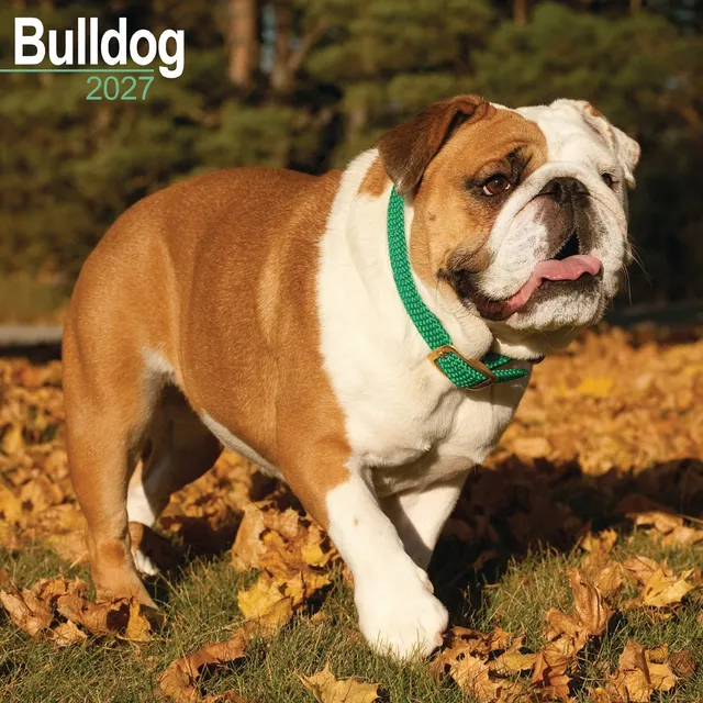 otter-house-bulldog-wandkalender-2027-hunde image 1