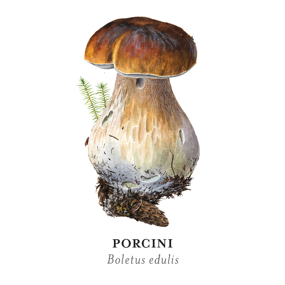 pomegranate-mushrooms-viazmensky-memory-spiel-36-paare-pilze image 2