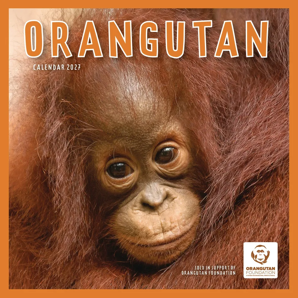 otter-house-orangutan-wandkalender-2027-tierkalender-affen image 1