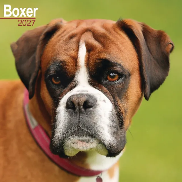 otter-house-boxer-wandkalender-2027-hundekalender image 1