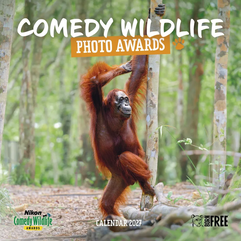 otter-house-comedy-wildlife-wandkalender-2027-tiere image 1