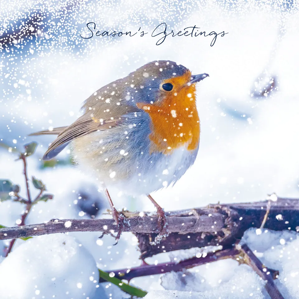 otter-house-christmas-robins-in-snowfall-weihnachtskarten-rotkehlchen image 1