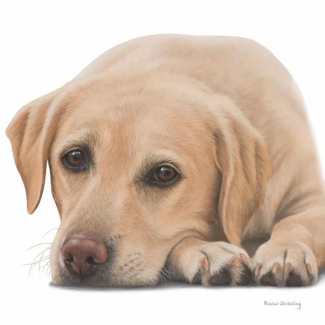 otter-house-greetings-cards-rachel-stribbling-labrador-gru-karte-hund image 1