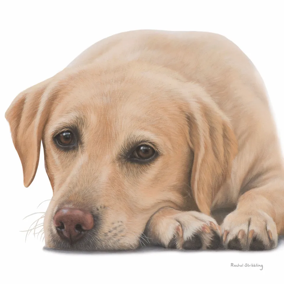 otter-house-greetings-cards-rachel-stribbling-labrador-gru-karte-hund image 1