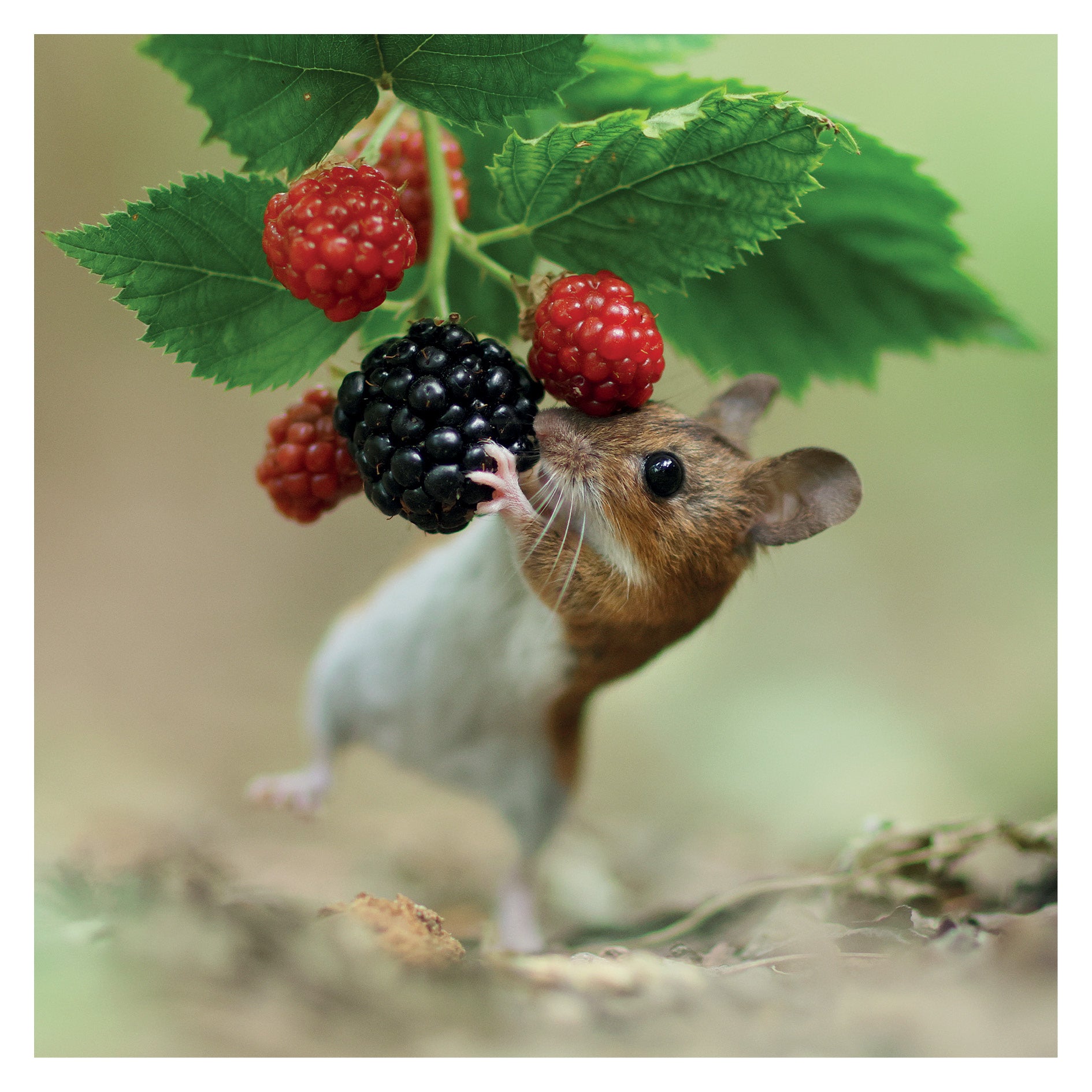 otter-house-woodmouse-and-berries-gru-karte-tierfoto image 1