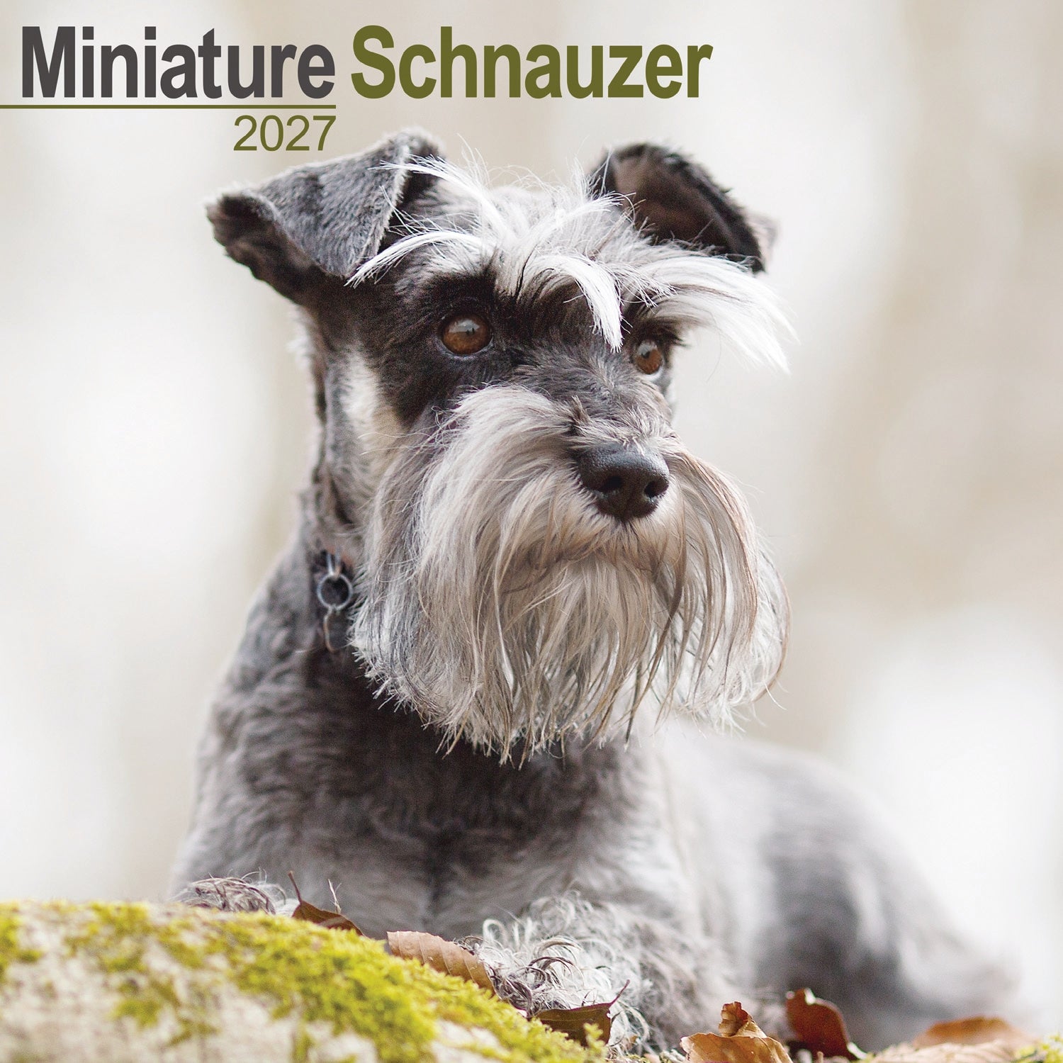 otter-house-schnauzer-miniature-wandkalender-2027-hunde image 1