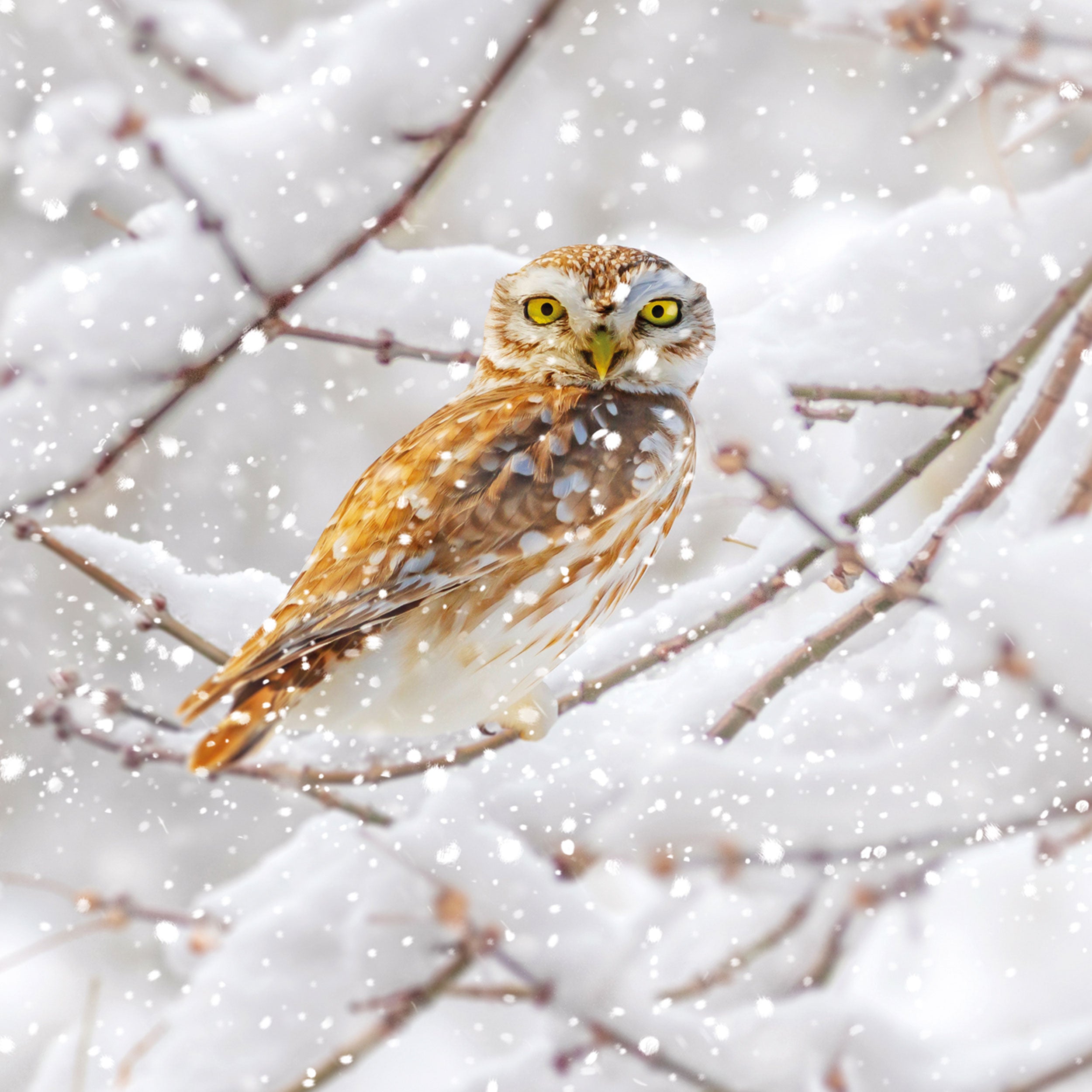otter-house-christmas-winter-birds-weihnachtskarten-sortiert-set image 2