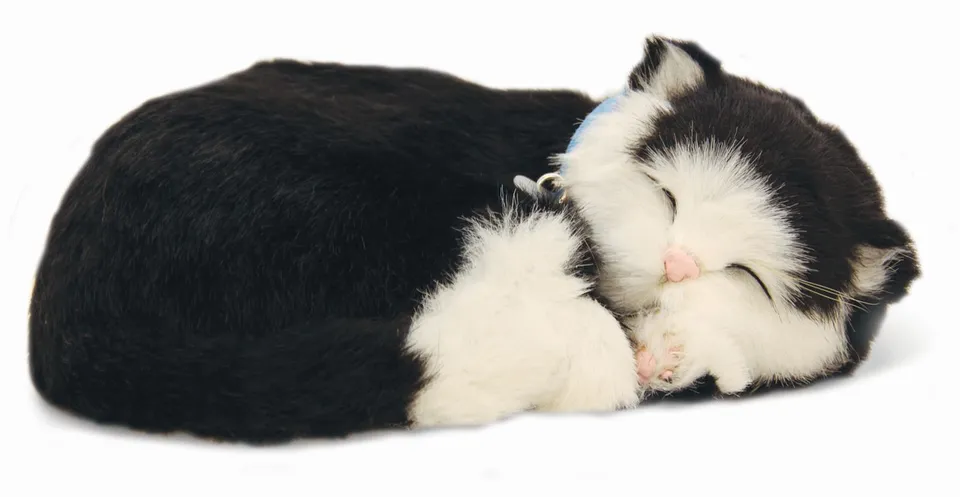 otter-house-precious-petzzz-pl-schkatze-schwarz-wei-kurzhaar image 1