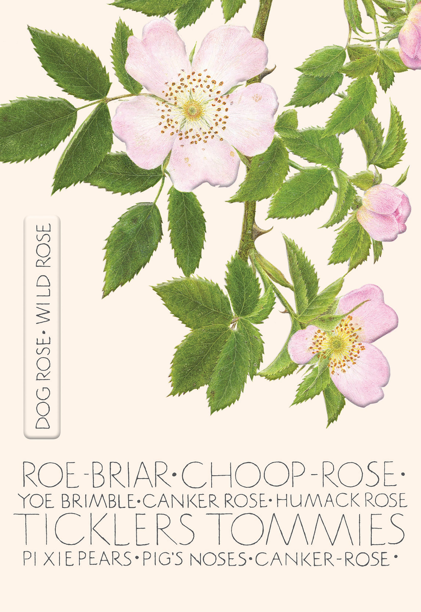 otter-house-wild-rose-grusskarte-hunderose-blanko image 1