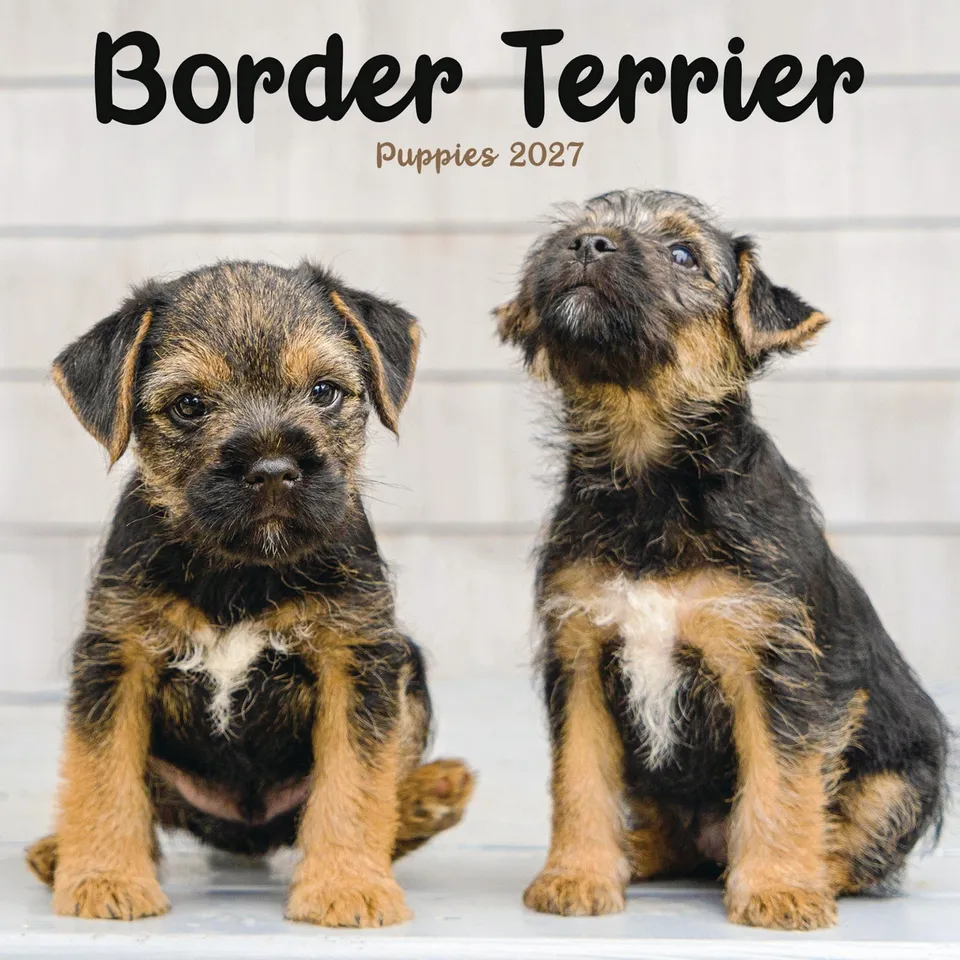 otter-house-border-terrier-puppies-mini-kalender-2027-hunde image 1