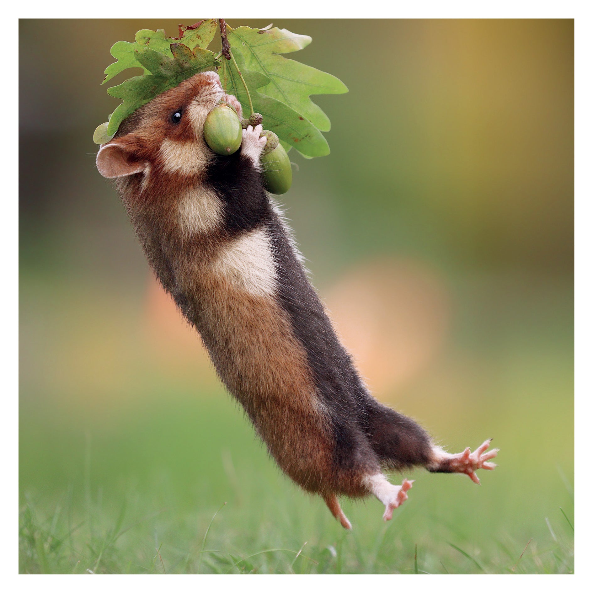 otter-house-jr-wildlife-wild-hamster-gru-karte-eicheln image 1