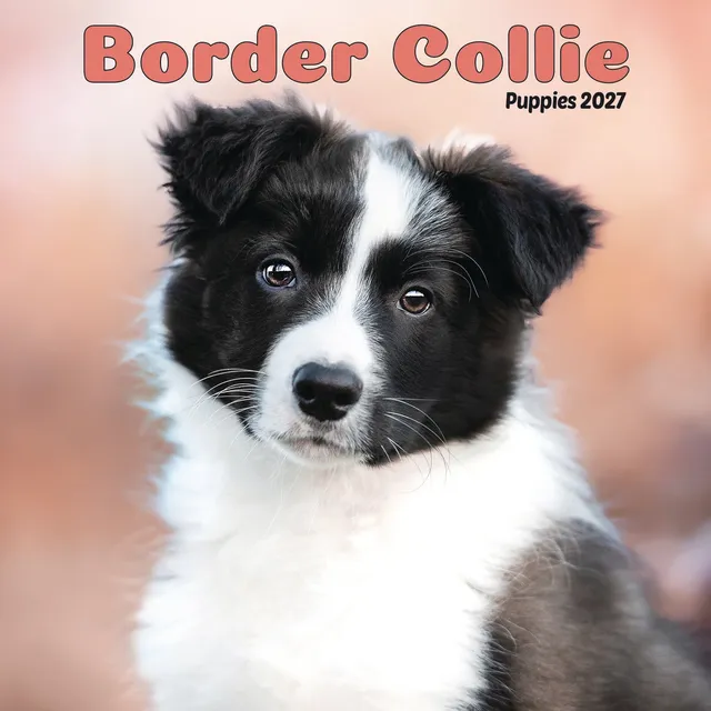 otter-house-border-collie-puppies-mini-kalender-2027 image 1