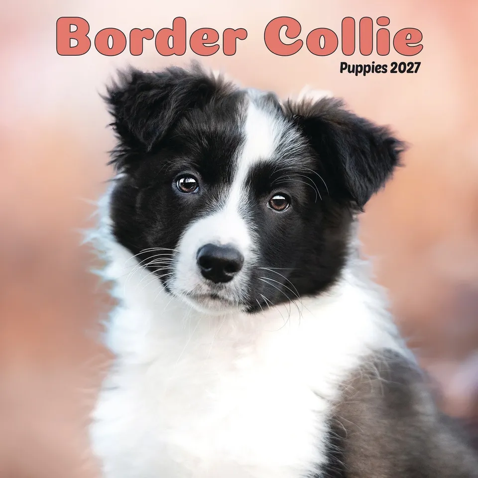 otter-house-border-collie-puppies-mini-kalender-2027 image 1