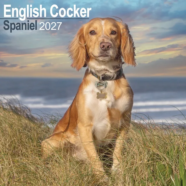 otter-house-cocker-spaniel-wandkalender-2027-hunde image 1