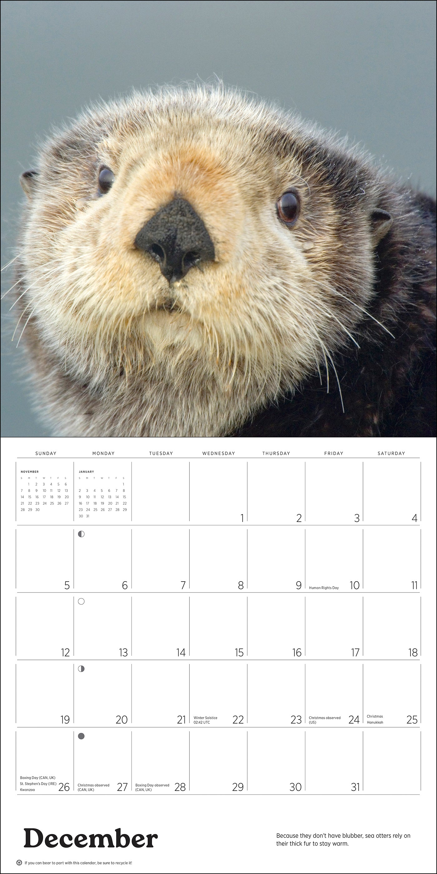 pomegranate-sea-otters-leeson-2027-wandkalender-foto image 4