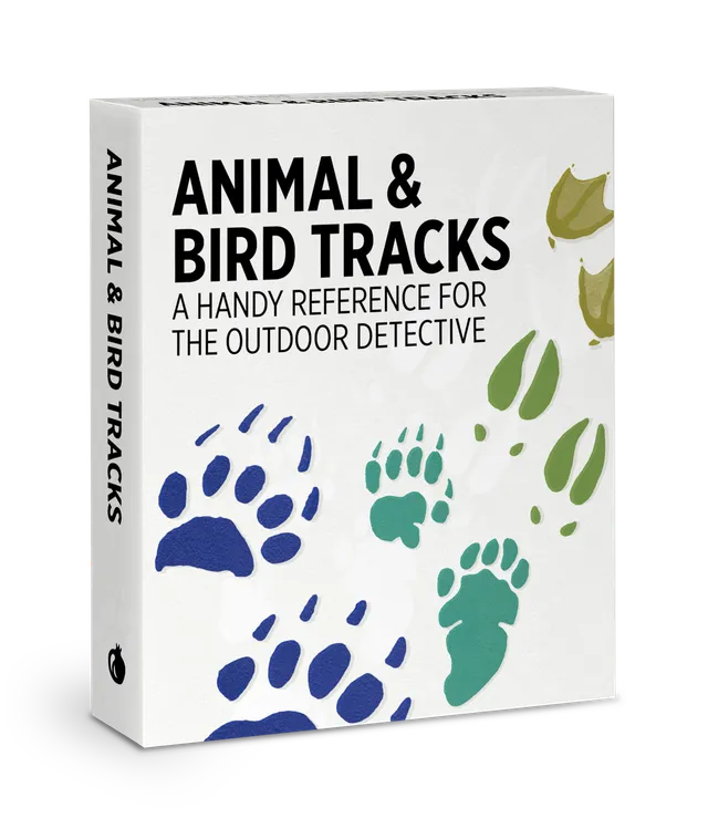 pomegranate-animal-bird-tracks-lernkarten-48-karten image 1