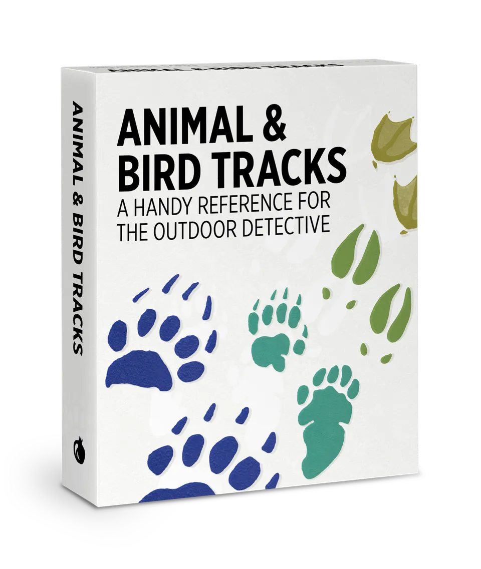 pomegranate-animal-bird-tracks-lernkarten-48-karten image 1