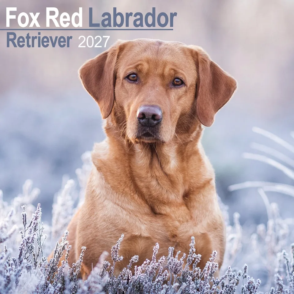 otter-house-labrador-retriever-fox-red-wandkalender-2027-hund image 1