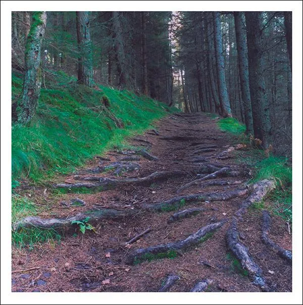 otter-house-snozzle-root-patch-trauerkarte-tier-splimple image 1
