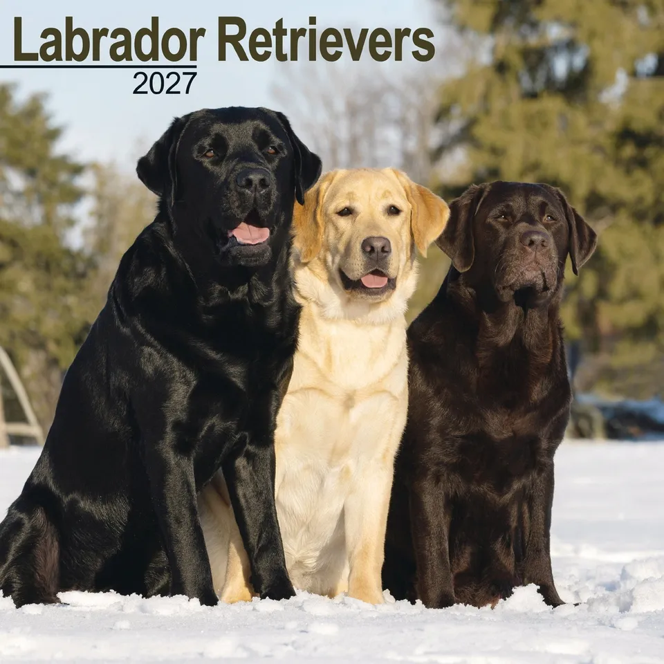otter-house-labrador-retrievers-wandkalender-2027-hunde image 1