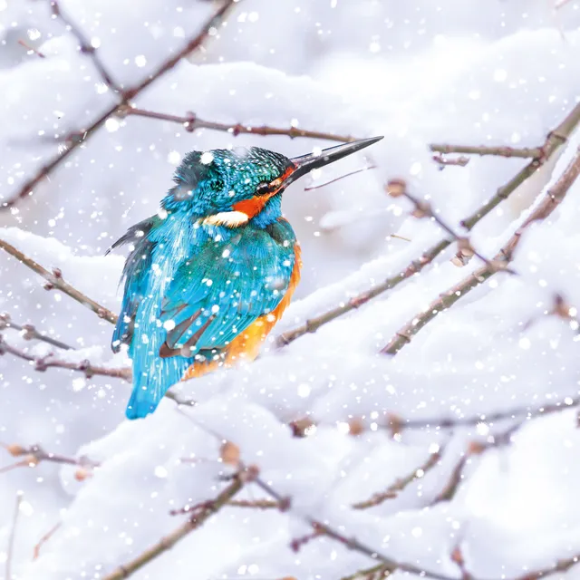 otter-house-christmas-winter-birds-weihnachtskarten-sortiert-set image 1