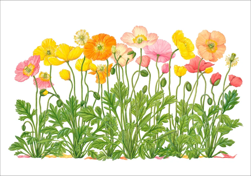 pomegranate-birthday-cards-geburtstagskarte-iceland-poppies-hunter image 1