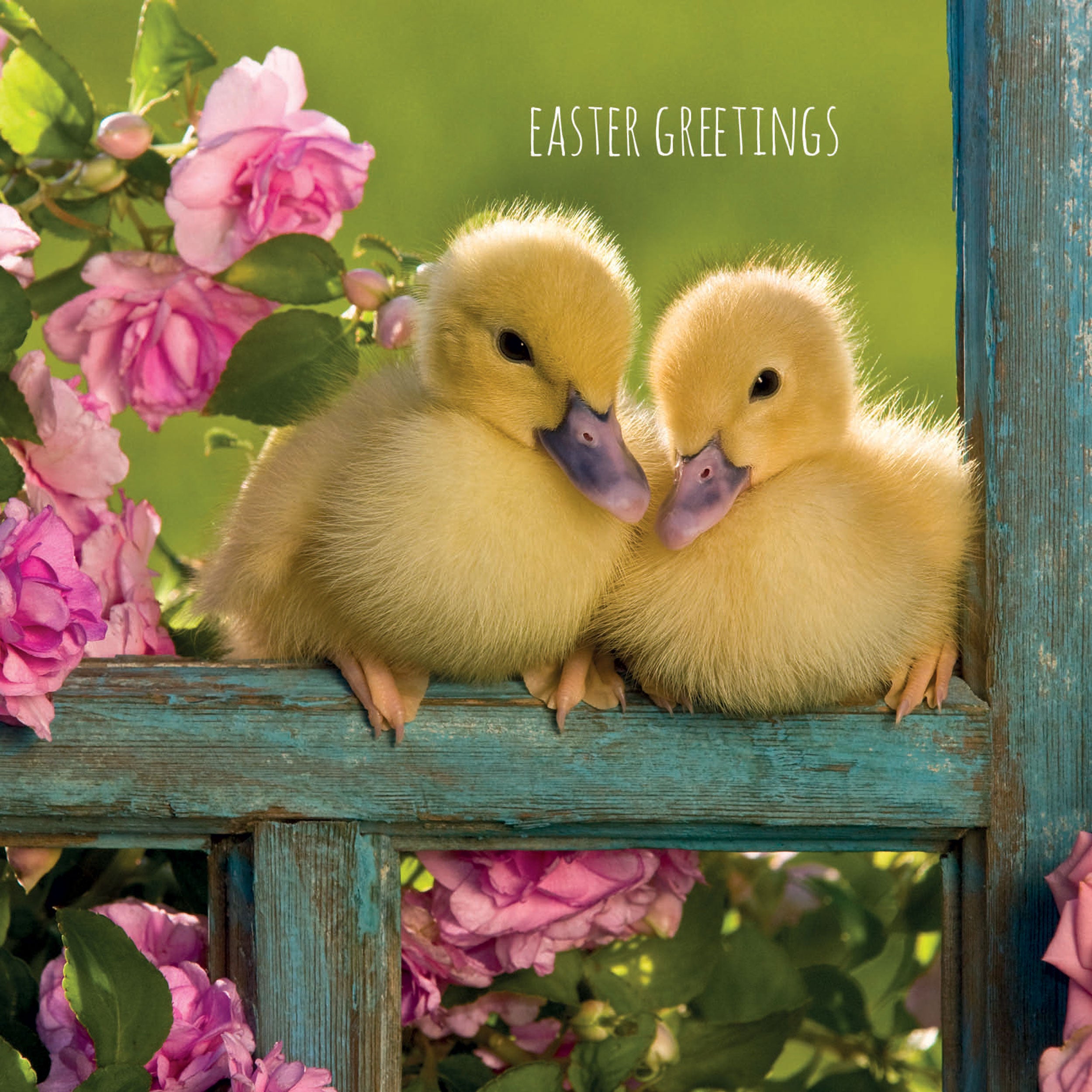 otter-house-greetings-cards-easter-5-card-pack-osterkarte-k-ken-5er-pack image 1