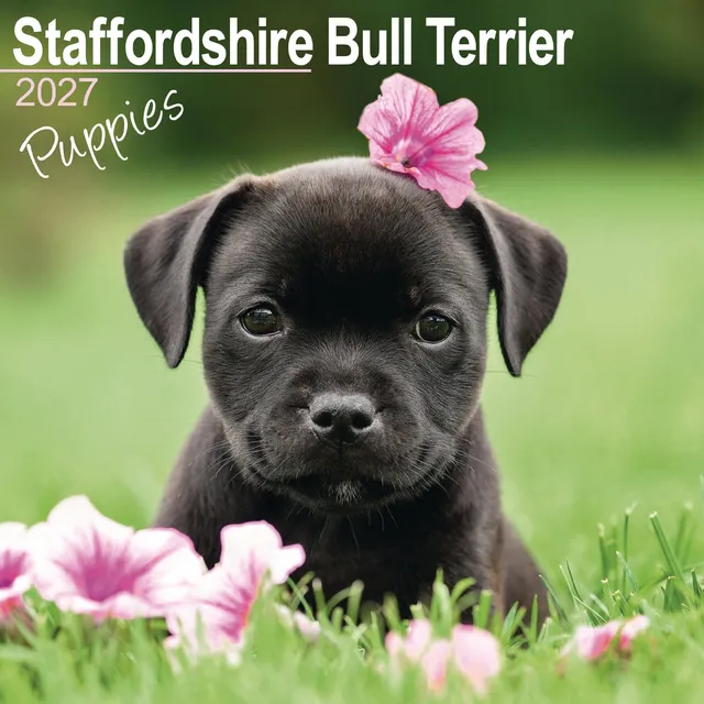 otter-house-staffordshire-bull-terrier-wandkalender-2027 image 1