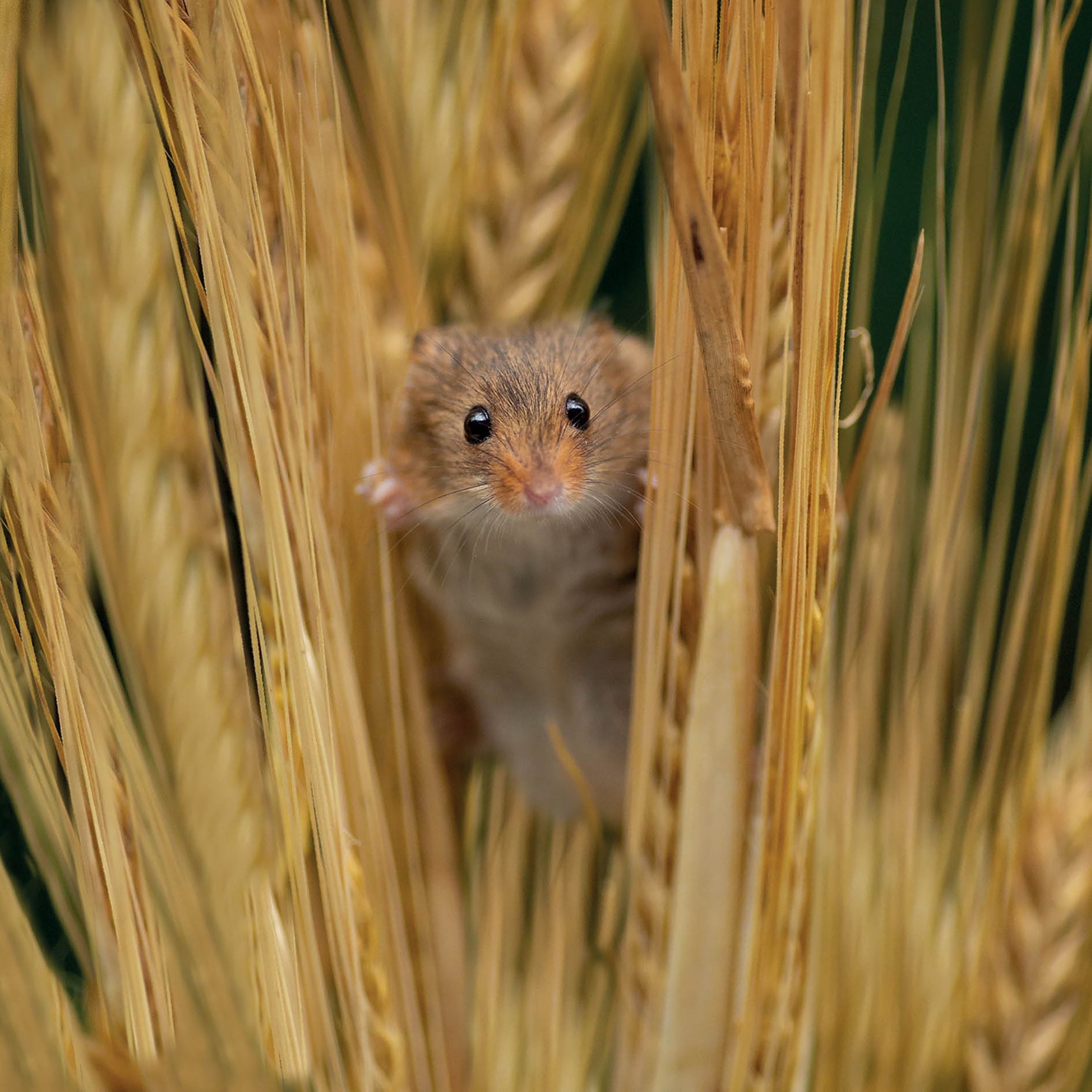 otter-house-alex-sharp-harvest-mouse-grusskarte image 1