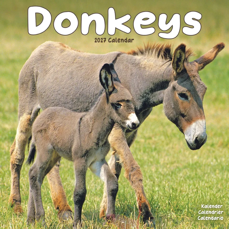 otter-house-donkeys-wandkalender-2027-esel image 1