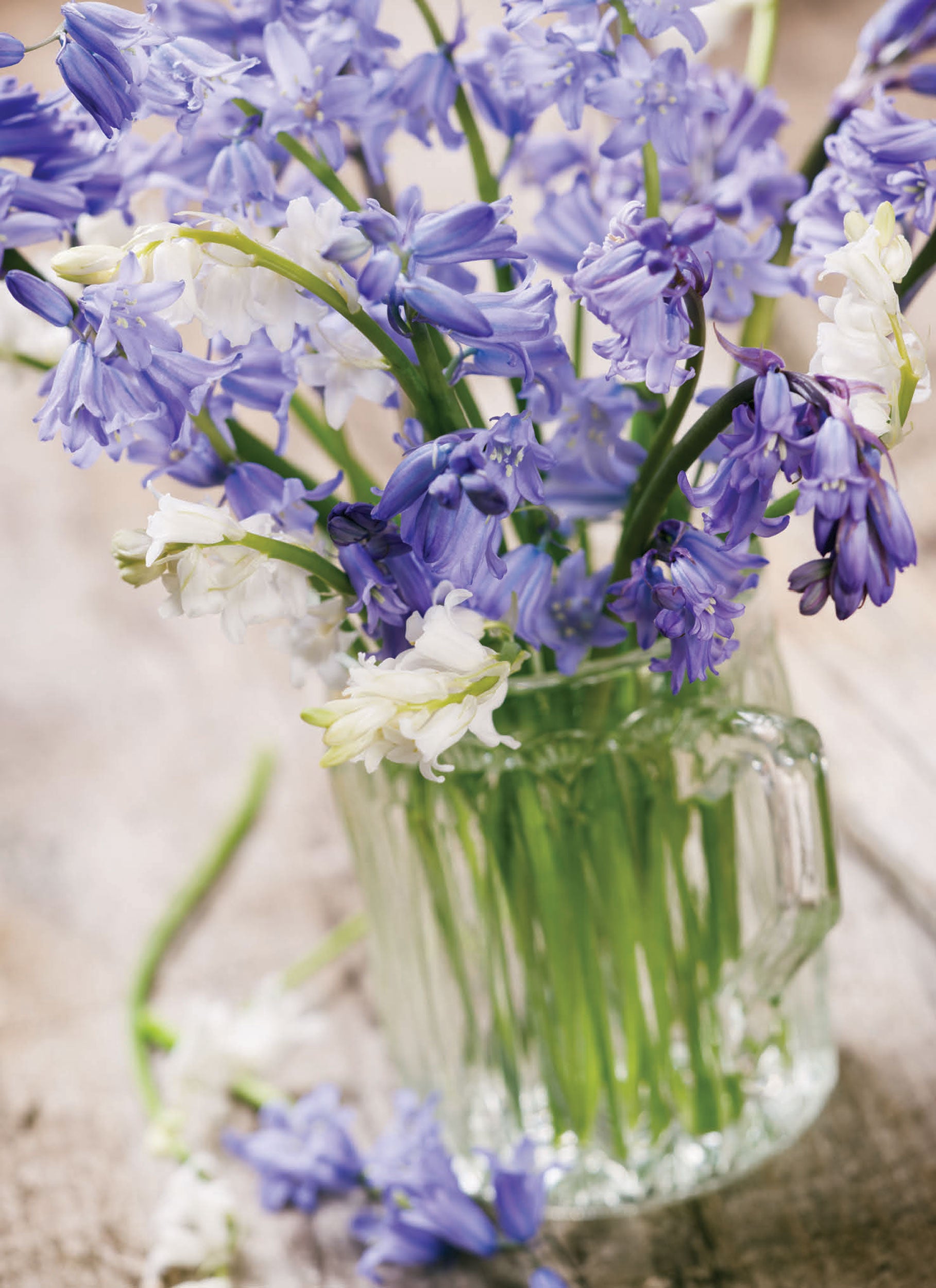 otter-house-beautiful-blanks-bluebell-vase-grusskarte-blumen image 1