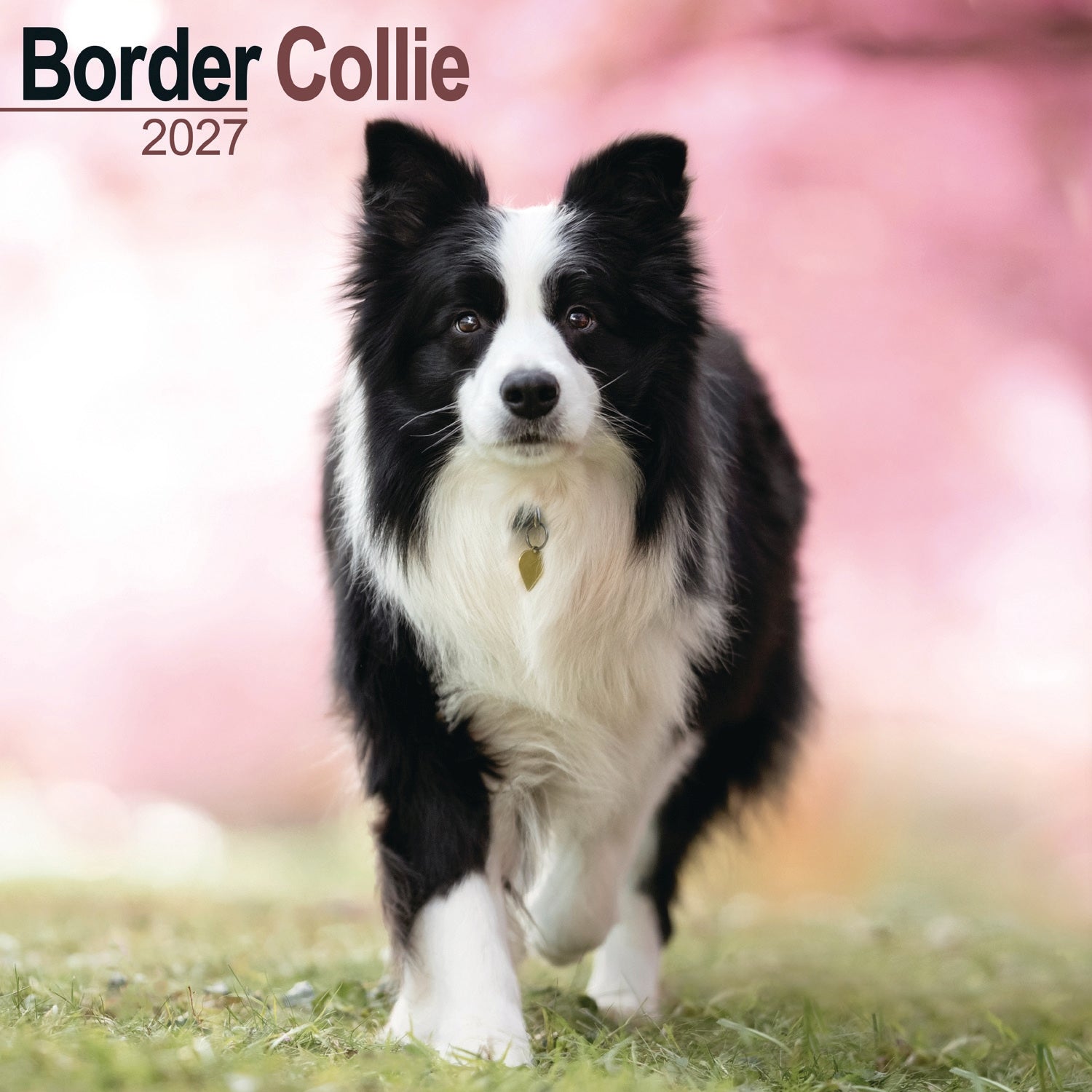 otter-house-border-collie-wandkalender-2027-hunde image 1
