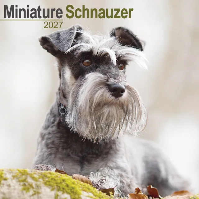 otter-house-schnauzer-miniature-wandkalender-2027-hunde image 1