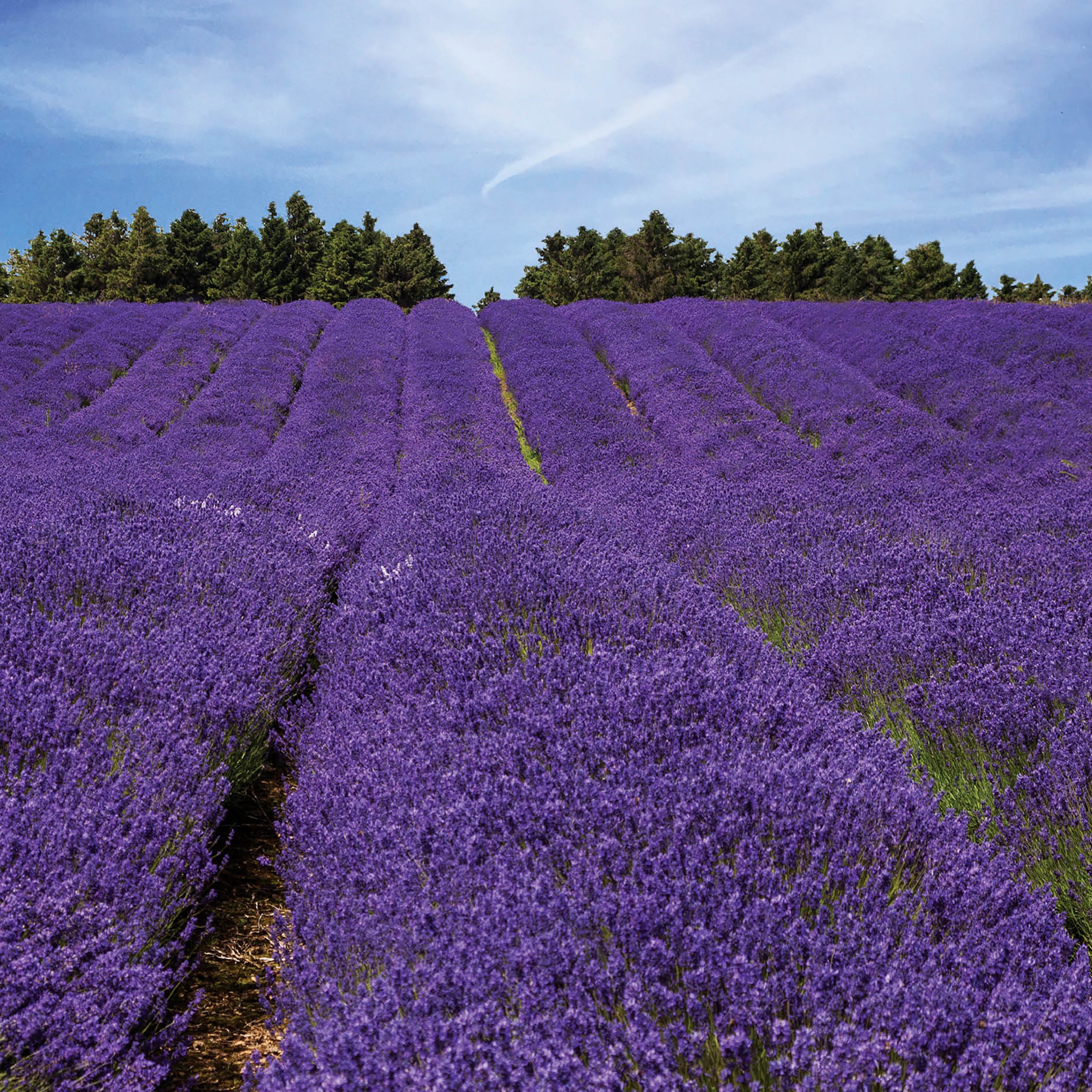 otter-house-lavender-field-gru-karte-170x170-lavendel image 1
