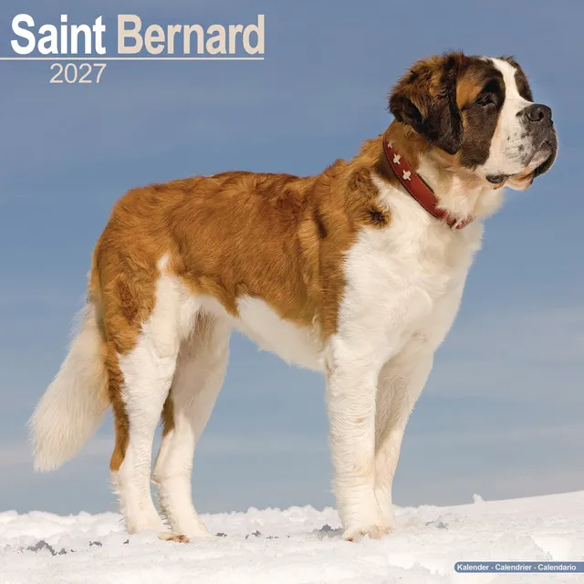 otter-house-saint-bernard-wandkalender-2027-hunde image 1