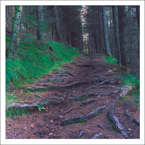 otter-house-snozzle-root-patch-trauerkarte-tier-splimple image 1