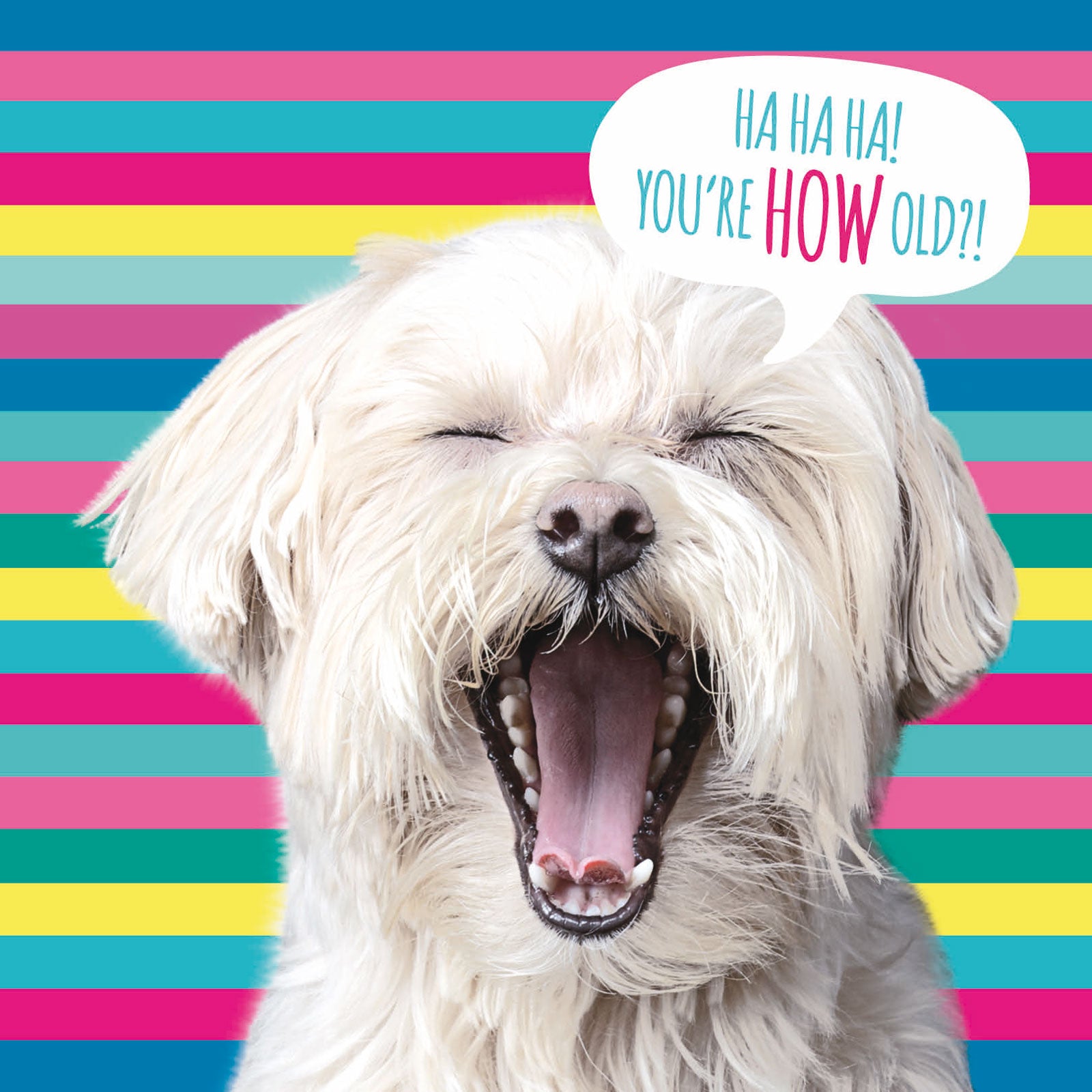 otter-house-pet-pawtrait-stripey-dog-gru-karte-hund-geburtstag image 1