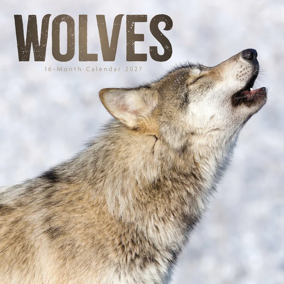 otter-house-wolves-wandkalender-2027-mit-tierbildern image 1