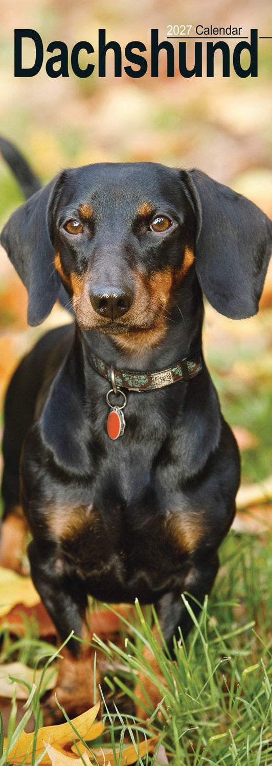 otter-house-dachshunds-slim-kalender-2027-dackel-schmal image 1