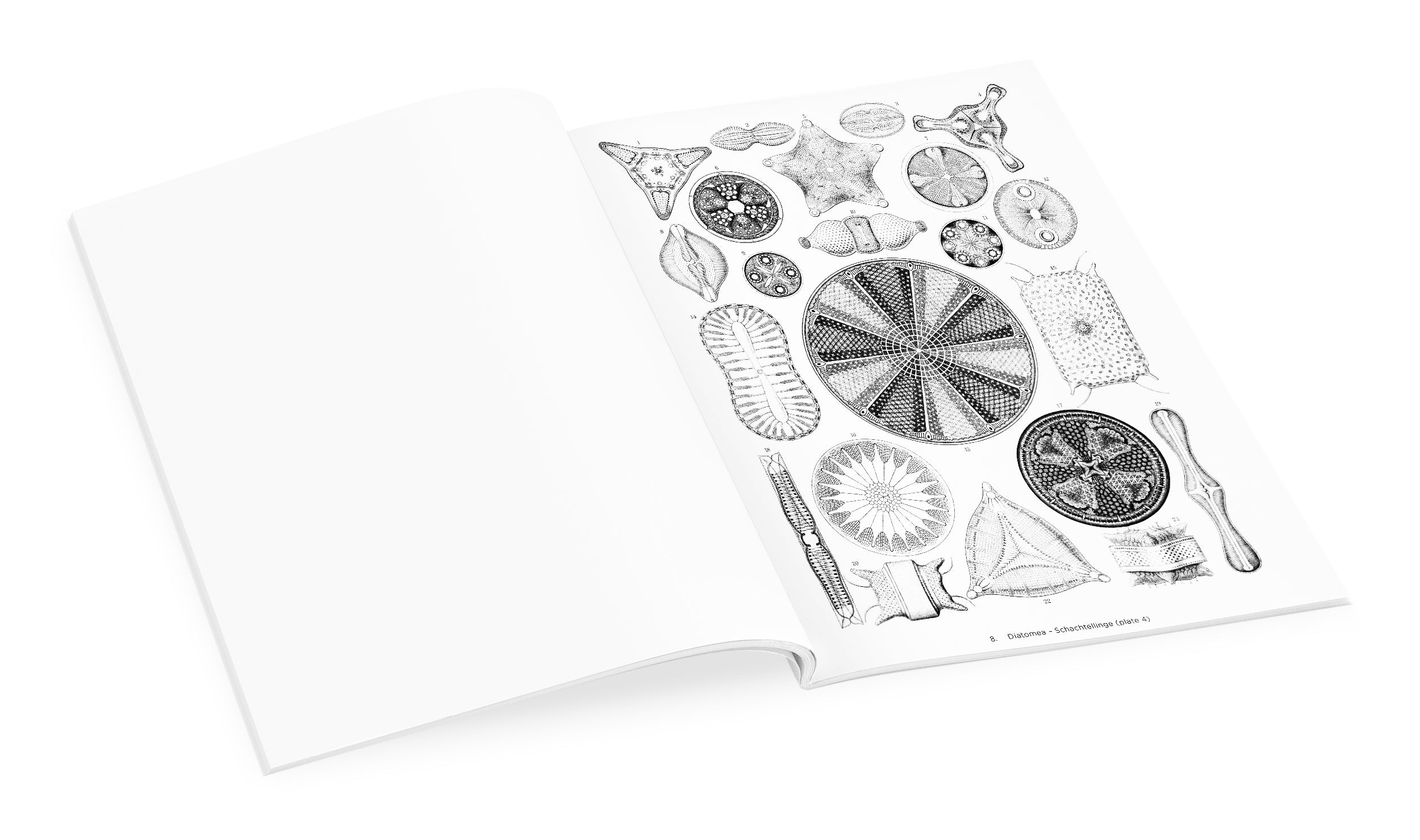 pomegranate-coloring-books-ernst-haeckel-malbuch-natur image 3