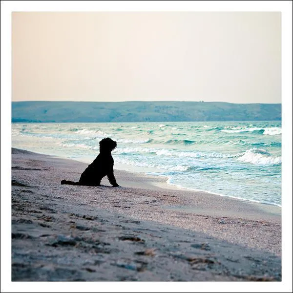 snozzle-ah-the-sea-air-grusskarte-tier-trauer image 1