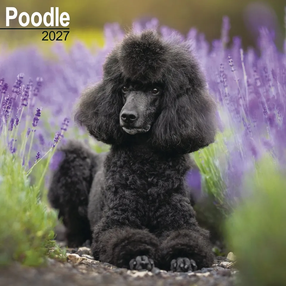 otter-house-poodle-wall-calendar-2027-wandkalender-pudel image 1