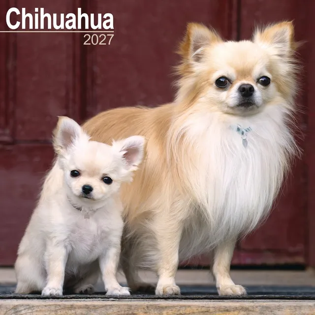 otter-house-chihuahua-wandkalender-2027-hunde-12-motive image 1