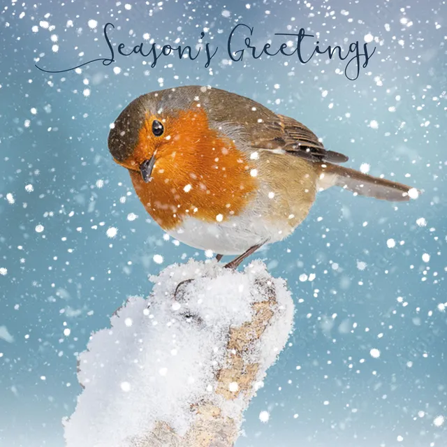 otter-house-christmas-weihnachtskarten-inquisitive-robin-10er image 1