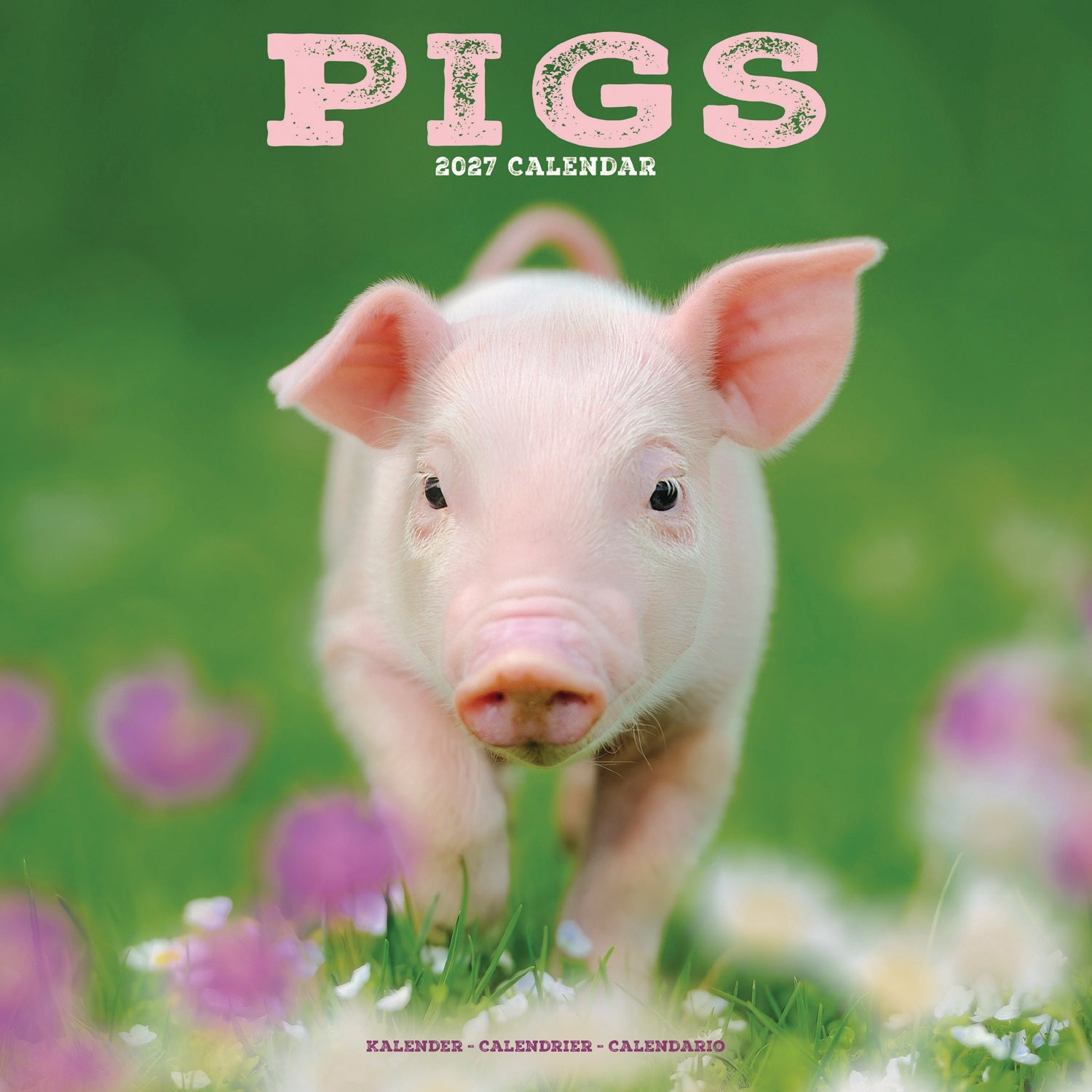 otter-house-pigs-wandkalender-2027-schweine-bilder image 1