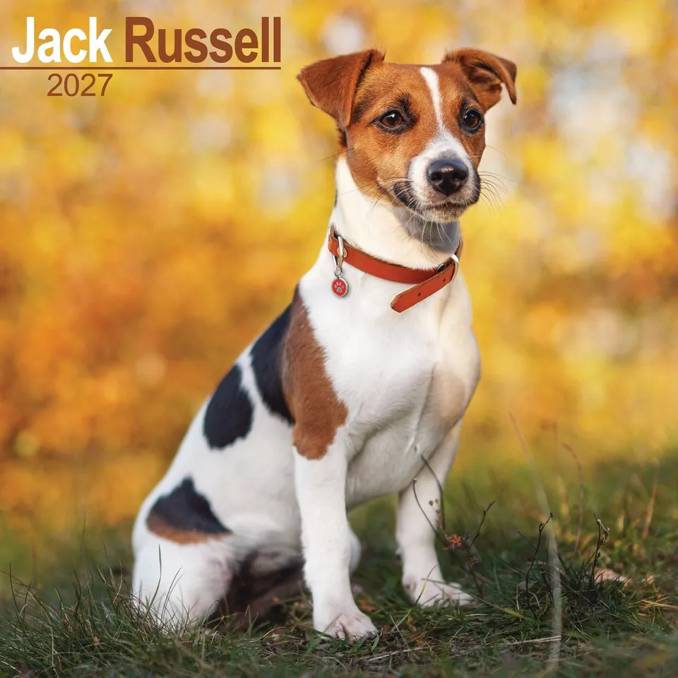 otter-house-jack-russell-wandkalender-2027-hundekalender-monat image 1
