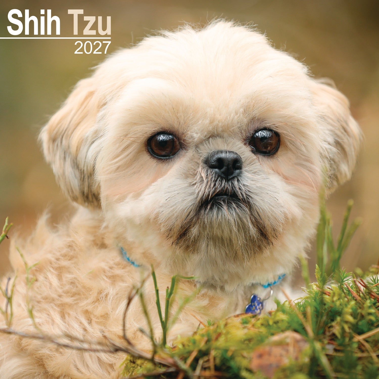 otter-house-shih-tzu-wandkalender-2027-hunde image 1