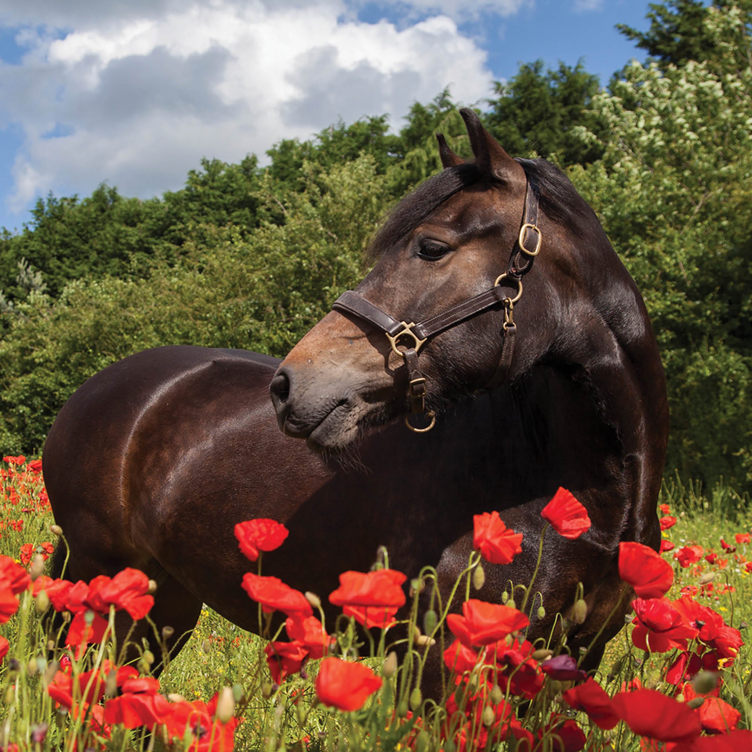 otter-house-alex-sharp-horse-in-poppy-field-gruskarte-pferd image 1
