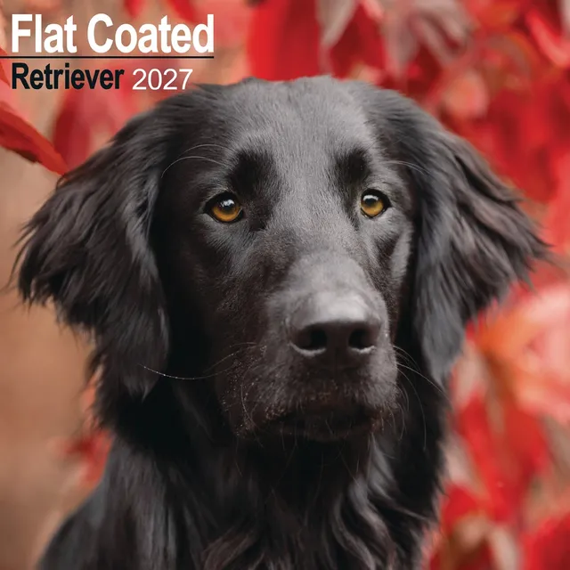otter-house-flat-coated-retriever-wandkalender-2027-hund image 1